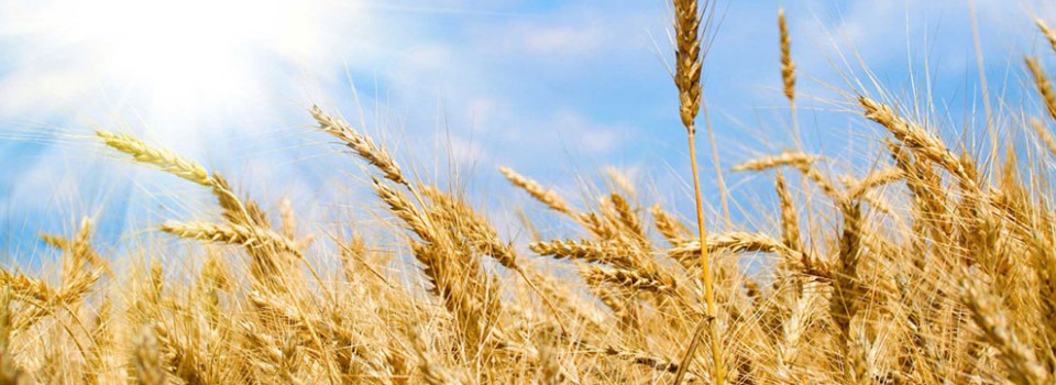 Wheat (Sidebar)